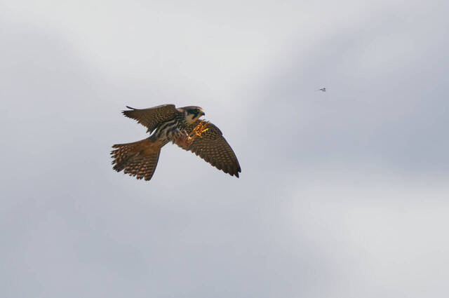 Baumfalke und Eintagsfliege  Foto: Alexander Kraus