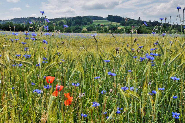 Getreidefeld mit Mohn- & Kornblumen  Foto: Hans Fritz