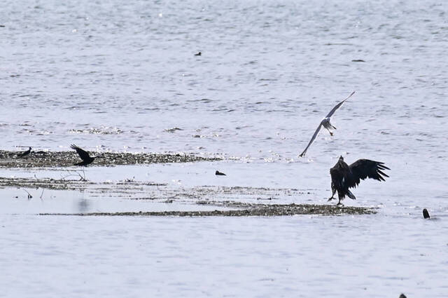 Seeadler und Mittelmeermöwe kämpfen um einen Kadaver  Foto: Sasha Jumanca