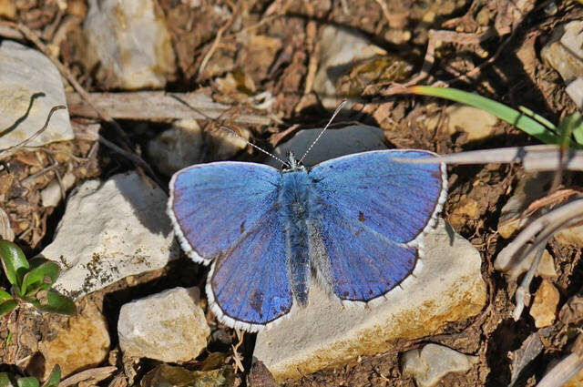 Himmelblauer Bläuling  Foto: Johannes Almer