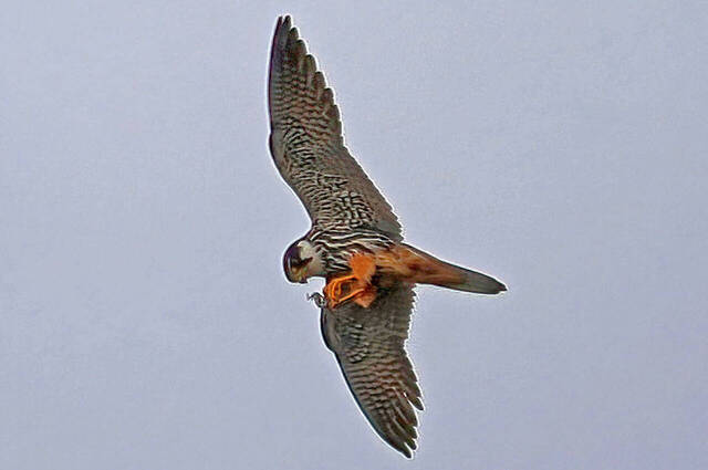 Baumfalke mit Beute  Foto: Hans Wolf