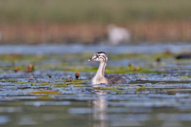 Juveniler Haubentaucher  Foto: Johannes Almer