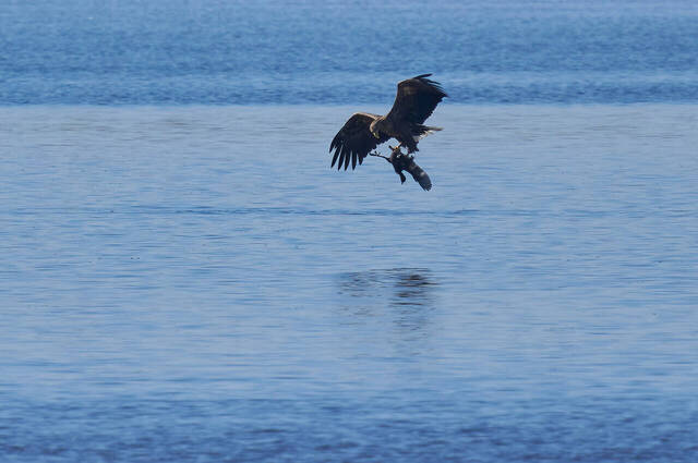 Seeadler mit Blässhuhn  Foto: Alexander Kraus