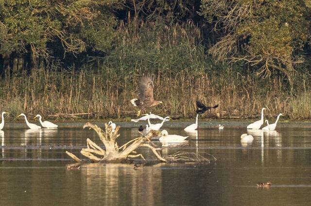 Seeadler startet von Sitzwarte