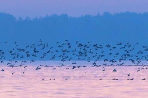 Enten flüchten vor Seeadler  Foto: Andreas Hartl