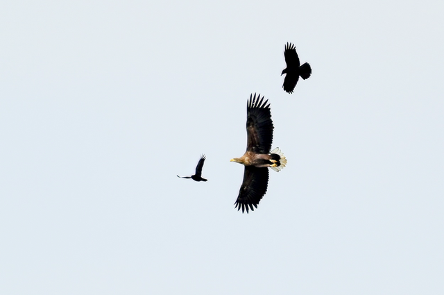 Seeadler  Foto: Sasha Jumanca