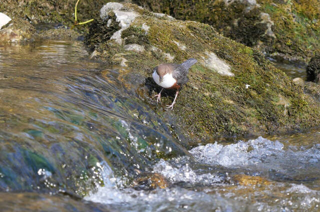 Wasseramsel  Foto: Johannes Almer