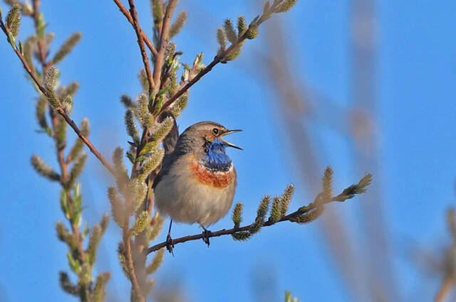 Blaukehlchen  Foto: Johannes Almer