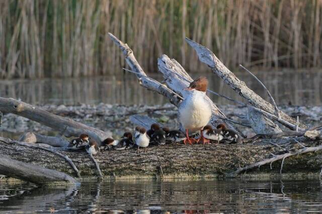 Gänsesäger mit Nestflüchter  Foto: Johannes Almer