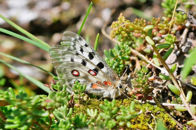 Apollofalter  Foto: Johannes Almer