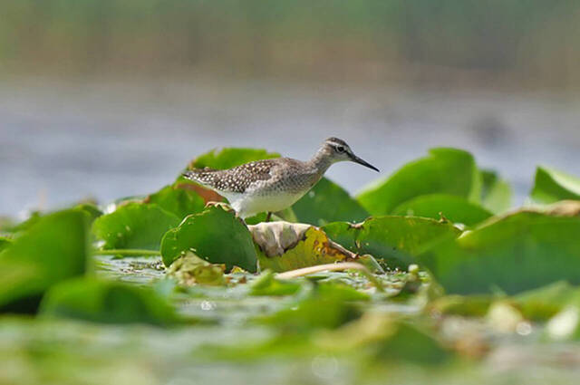 Bruchwasserläufer  Foto: Johannes Almer