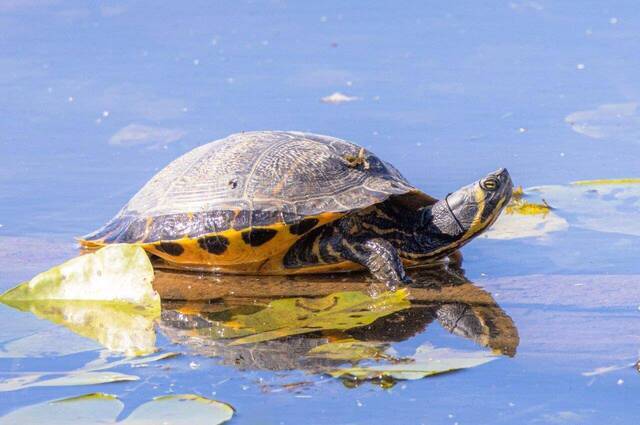 Gelbwangenschildkröte  Foto: Andreas Hartl