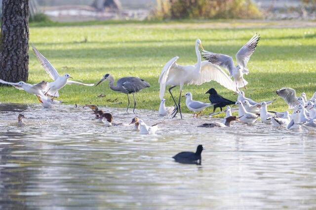 Eine Vogelschar bei Futtersuche  Foto: Andreas Hartl