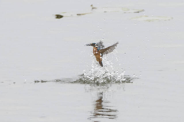 Eisvogel-Akrobatik  Foto: Thomas Alberer
