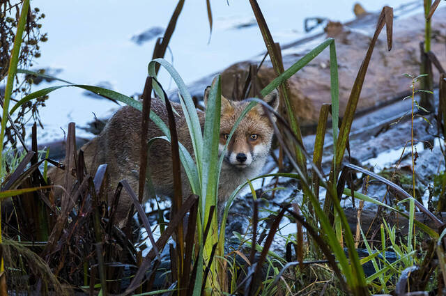 Fuchs  Foto: Thomas Alberer