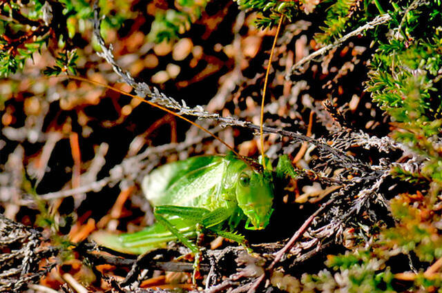 Heupferd  Foto: Johannes Almer