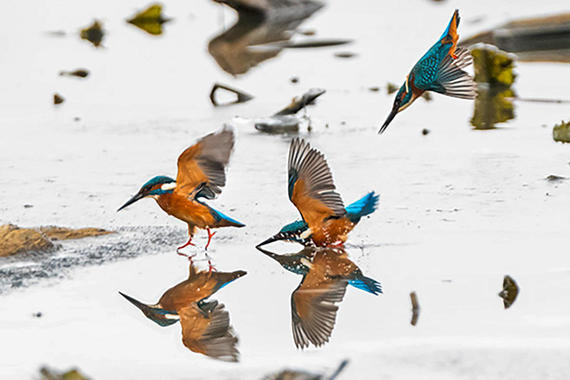 Eisvogel und Spiegeleis  Foto: Thomas Alberer