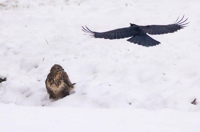 Rabenkraehe attackiert fressenden Bussard  Foto: Andreas Hartl