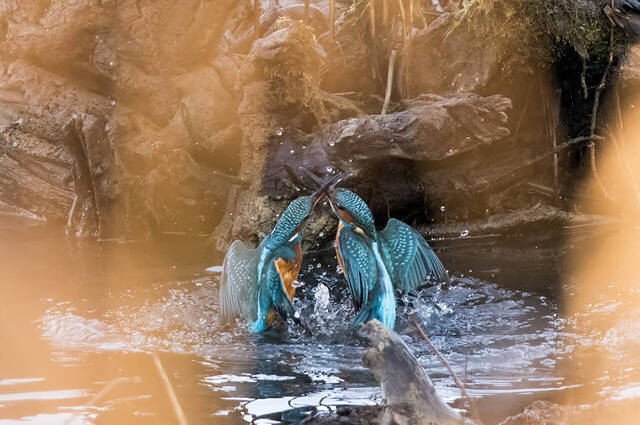 Eisvogel-Revierkampf  Foto: Thomas Alberer