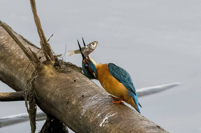 Eisvogel beim Verzehrversuch  Foto: Thomas Alberer