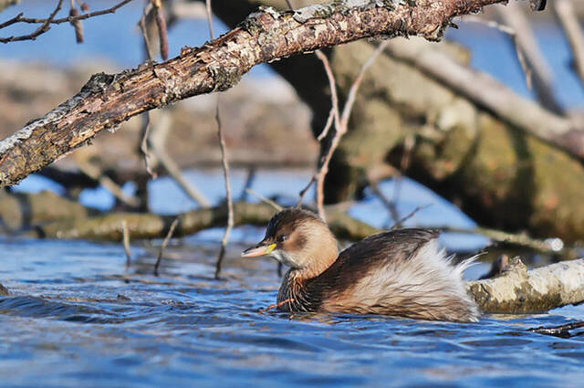 Zwergtaucher  Foto: Johannes Almer