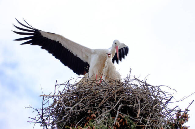Storchenpaar im Nest  Foto: Karen Wise