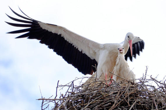 Storchenpaar im Nest  Foto: Karen Wise