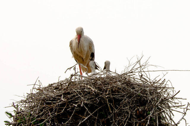 Storch mit Nachwuchs  Foto: Karen Wise