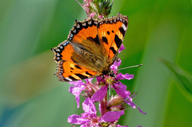 Kleiner Fuchs - Schmetterling  Foto: Karen Wise
