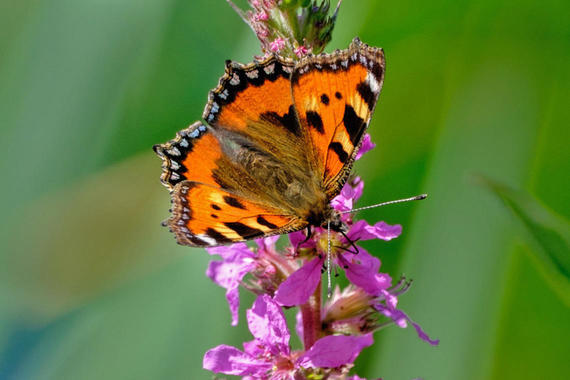 Kleiner Fuchs - Schmetterling  Foto: Karen Wise