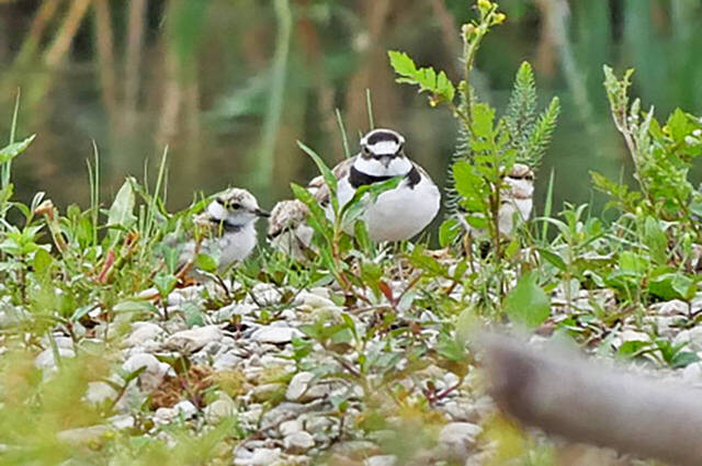 Flussregenpfeiferfamilie  Foto: Johannes Almer