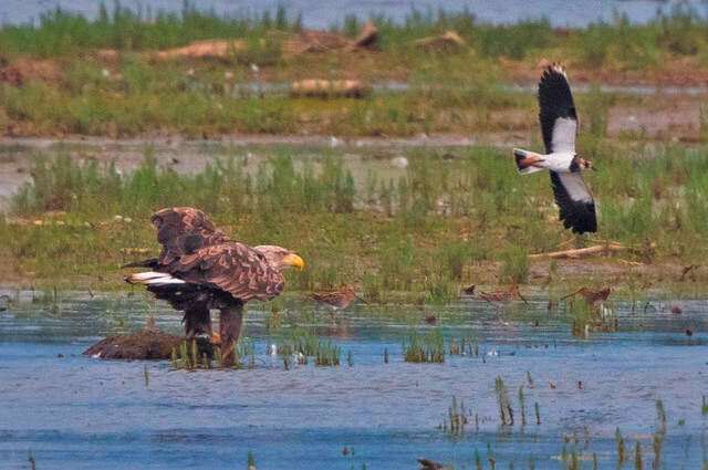 Seeadler wird von Kiebitz attackiert  Foto: Andreas Hartl