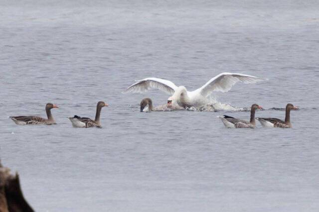 Höckerschwan attackiert fremden Jungschwan  Foto: Andreas Hartl