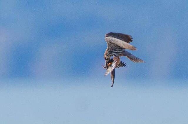 Baumfalke kröpft im Flug Mauersegler  Foto: Andreas Hartl