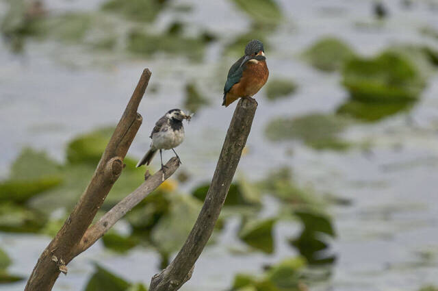 Eisvogel: Was ist das denn für ein ekliges Krabbelzeug?  Foto Alexander Krause