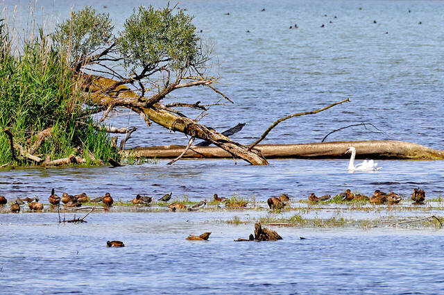Kiebitz - Graureiher - Höckerschwan - Enten  Foto: Hans Wolf