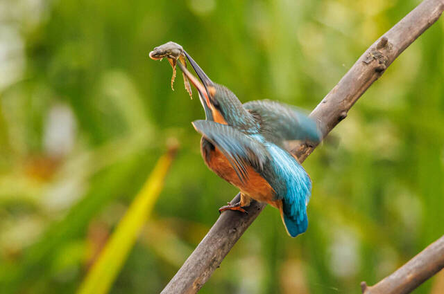 Eisvogel mit erbeutetem Grünfrosch Foto: Andreas Hartl