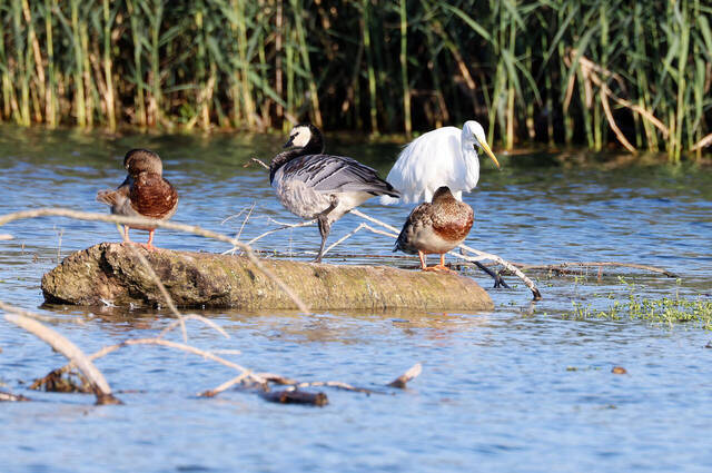 Stockente – Nonnengans – Silberreiher  Foto: Hans Wolf