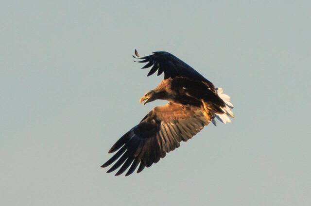 Seeadler fixiert flugunfähige Blessralle  Foto: Andreas Hartl