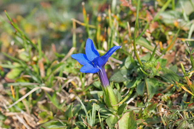 Frühlingsenzian bereits im Herbst  Foto: Johannes Almer