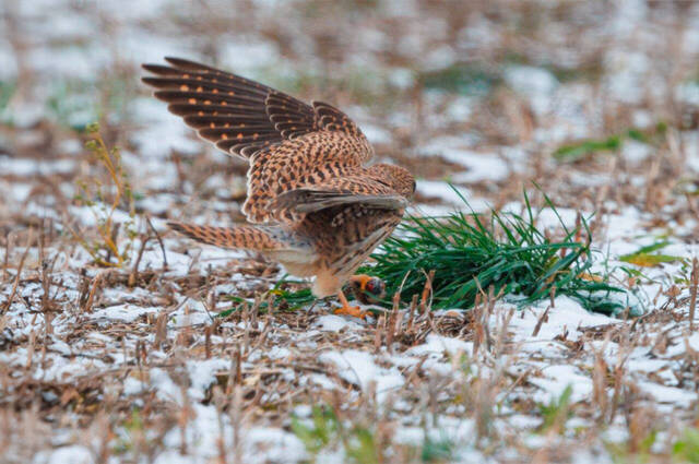 Turmfalke versteckt erbeutete Maus in Grasbüschel  Foto: Andreas Hartl