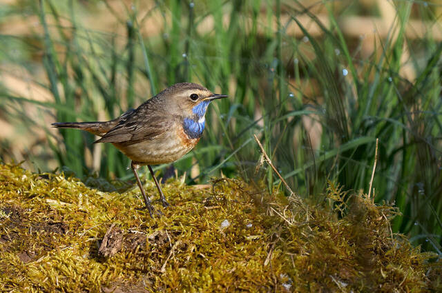 Blaukehlchen  Foto: Alexander Kraus