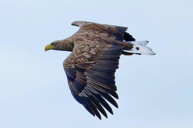 Seeadler  Foto: Thomas Alberer