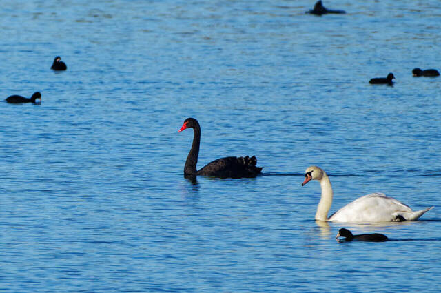 Trauerschwan und Höckerschwan  Foto: Thomas Alberer