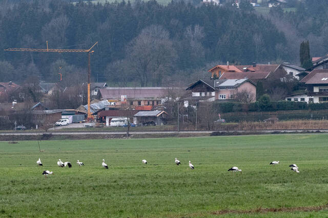 Weißstörche im Dezember in Bernau am Chiemsee  Foto: Alwin Schneider