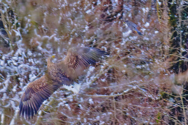 Seeadler und Wanderfalke  Foto: Thomas Alberer