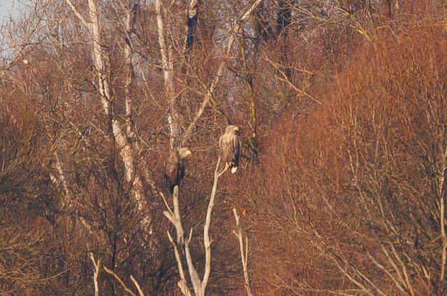 Seeadler mit PartnerIn  Foto: Andreas Hartl
