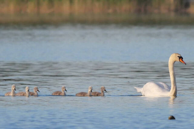 Die "hässlichen Entlein" folgen dem "stolzen Schwan"  Foto: Johannes Almer