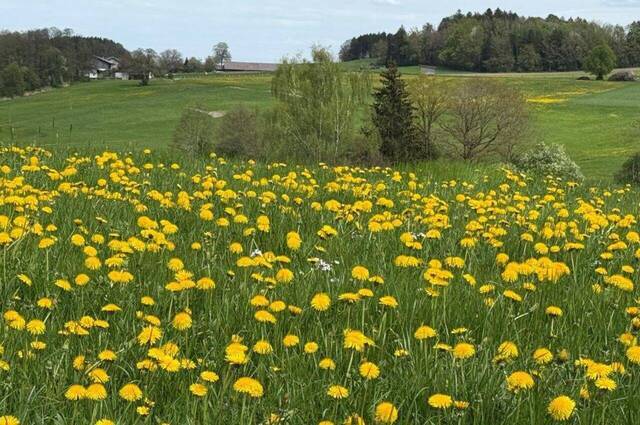 Frühlingswiese bei Bad Endorf  Foto: Hans Fritz
