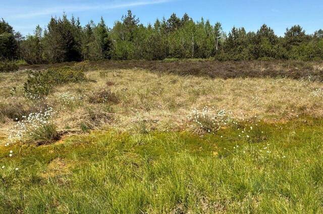 Wollgras im Hochmoor  Foto: Hans Fritz